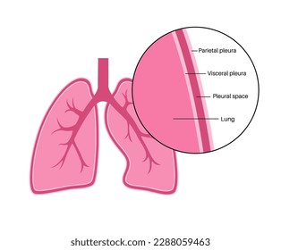 Pleura anatomy concept. Chest cavity medical poster. Membrane tissue in human body. Respiration system scheme. Pulmonary pleurae diagram. Lungs, trachea, and bronchi flat vector illustration.