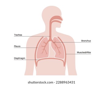 Concepto de anatomía por favor. Afiche médico de cavidad torácica. Tejido de membrana en el cuerpo humano. Sistema de respiración. Diagrama de pleurae pulmonar. Ilustración portadora de pulmones, traquea, bronchi y diafragma.