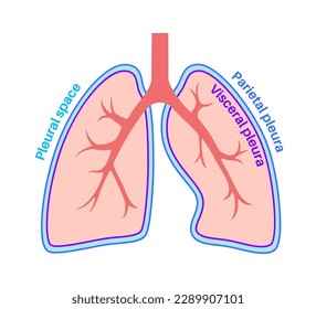 Pleura anatomy concept. Chest cavity medical poster. Membrane tissue in human body. Respiration system scheme. Pulmonary pleurae diagram. Lungs, trachea, bronchi and diaphragm vector illustration.