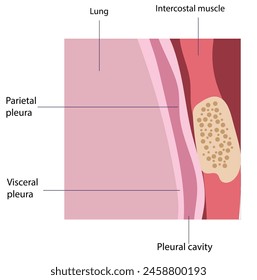 The pleurae have two primary roles: producing pleural fluid and forming cavities that isolate major organs. This fluid, generated by mesothelial cells in both layers, lubricates their surfaces
