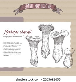 Pleurotus eryngii aka king oyster mushroom sketch on cardboard background. Edible mushrooms series. Great for cooking, traditional medicine, gardening.