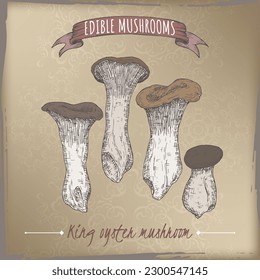 Pleurotus eryngii aka king oyster mushroom color sketch on vintage background. Edible mushrooms series. Great for cooking, traditional medicine, gardening.