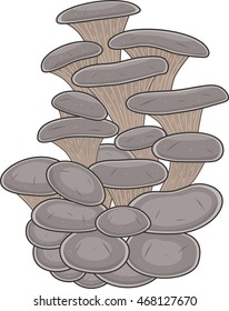 pleurotus ostreatus