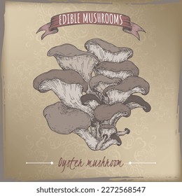 Pleurotus ostreatus aka oyster mushroom color sketch on vintage background. Edible mushrooms series. Great for cooking, traditional medicine, gardening.