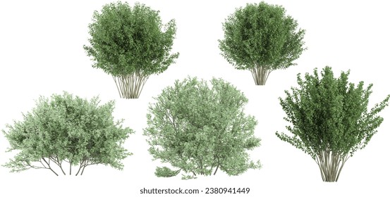 Plinia Cauliflora,Viburnum Dentatum trees with transparent background, 3D rendering, for illustration, digital composition, architecture visualization