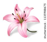 Plink lily flower isolated on white background. Realistic vector illustration.