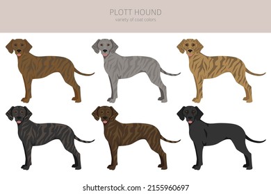 Plott hound clipart. Different poses, coat colors set.  Vector illustration