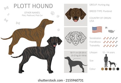 Plott hound clipart. Different poses, coat colors set.  Vector illustration