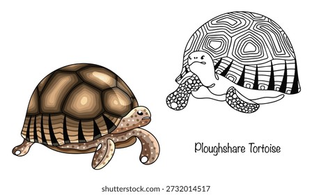 Tortuga arada. Dos tortugas dibujadas a mano para diferentes usos. Una tortuga inusual con una concha altamente convexa, decorada con patrones radiales, dando a la tortuga una apariencia distintiva y exótica.