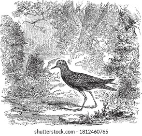Plover bird, From the Dictionary of Word and Things, 1888.