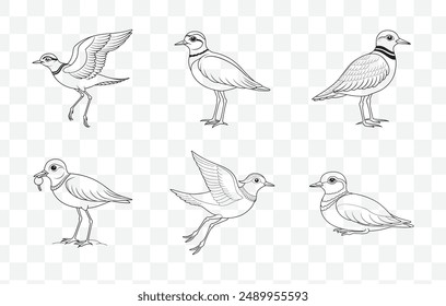 Plover Line Art Vector Set Bird Illustrations High Quality Plovers Collection Detailed Plover Drawings