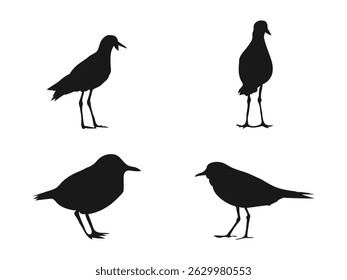 Plover silhouette vector flat illustration design. Vector silhouette of a standing Common Ringed Plover. Four Silhouette Birds in Various Poses. vector on a white background.