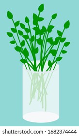 Plucked plants in vase isolated on blue background. Bunch of stems stand in glass with water indoor. Vegetation used for decoration, house interior. Vector illustration of green bouquet in flat style