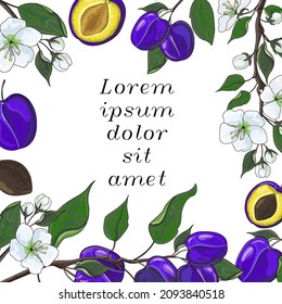 Plantilla de diseño de banner de plumas. Ilustración vectorial de ciruela, rama de ciruela floreciente y rama con ciruelas. Cartel al estilo de las caricaturas. Ilustración vectorial de material.
