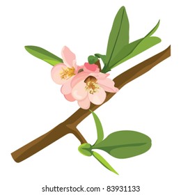Plum Blossom