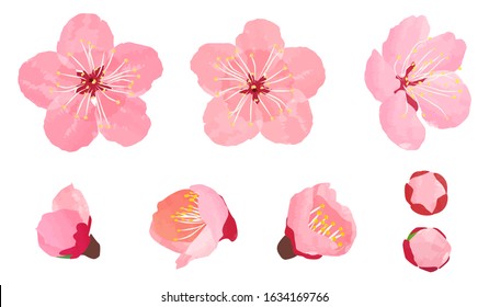 梅の花 の画像 写真素材 ベクター画像 Shutterstock