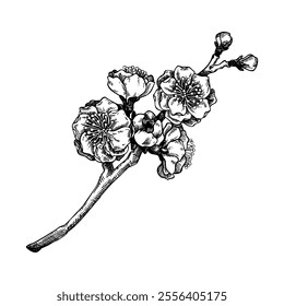 Plum blossom sketch. Spring tree branch with flowers in engraved style. Hand-drawn vector illustration, NOT AI generated 