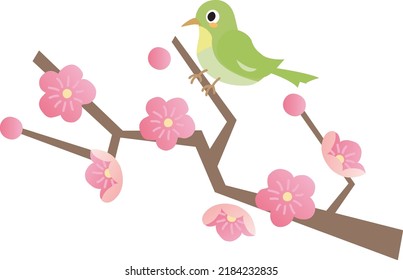 Plum blossoms and Japanese white-eye. This is a flower and a wild bird of the early spring in Japan.