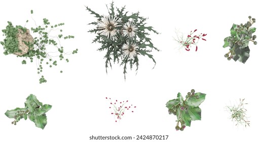 Plum blossom,stone,Genista Lydia,Carlina acaulis,Saussurea, grass with flowers isolated white background, 3d rendered from top view
