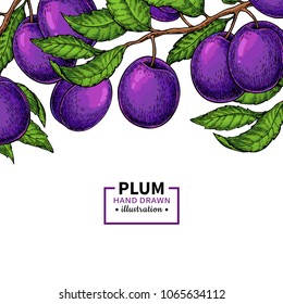 Plum branch border. Hand drawn isolated fruit. Summer food illustration. Detailed colorful  botanical sketch. Great for label, poster, print, menu template, packaging design.