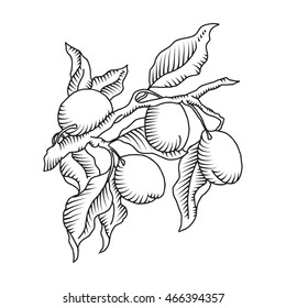 Plum branch with fruit