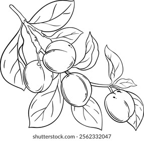 Plum Branch with Fruits Outline Illustration.