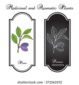 Plum branch with green leaves and plums. Botanical vector illustration