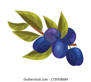 Plum Branch with Mature Fruits Hanging Vector Illustration