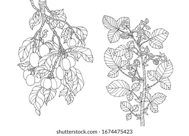 Plum branch and raspberry bush. Vector zentangle. Coloring book page for adults. Hand drawn artwork. Love, bohemian concept for wedding invitation, card, boutique logo label. Black and white. 