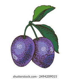 Plum branch with ripe fruits