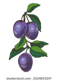 Plum branch with ripe fruits