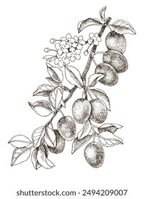 Plum branch with ripe fruits and flowers