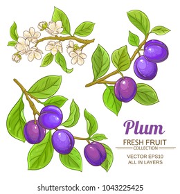 plum branches set