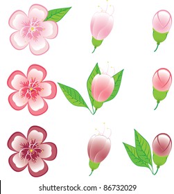 Plum and cherry blossom in 3 phases - blossom, blooming bud and bud