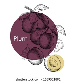 Plum design template. Engraved plum. Vector illustration for label, poster, baner, packaging or other