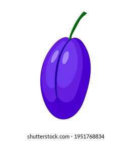 dibujo de ciruela sobre fondo blanco, ilustración vectorial