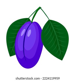 ciruela, dibujo sobre fondo blanco, ilustración vectorial