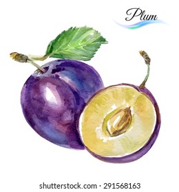 Plum Drawing Watercolor Isolated On White Background For Design