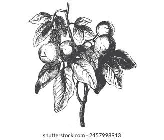 Plum engraved vintage sketch. Berry branch, line art vector illustration. Engraved botanical hand drawn illustraion. Isolated on white background. 
