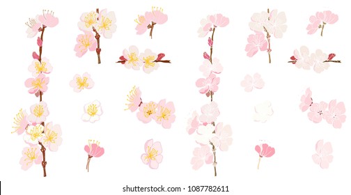 Plum flower vector set.Peach blossom isolate on white backgroud.Hand drawn sakura flower or Japanese cherry blossom vector.