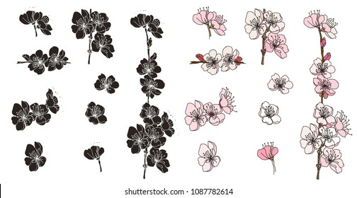 Plum flower vector set.Peach blossom isolate on white backgroud