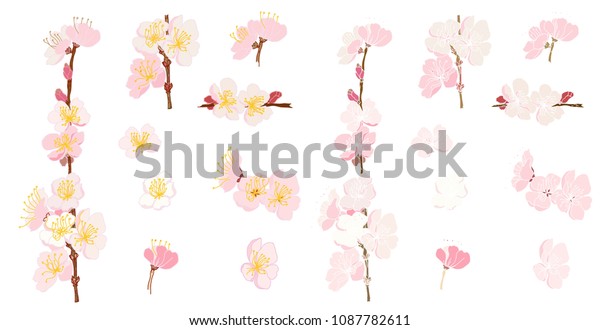 Plum flower vector set.Peach blossom isolate on\
white backgroud.Hand drawn sakura flower or Japanese cherry blossom\
vector.