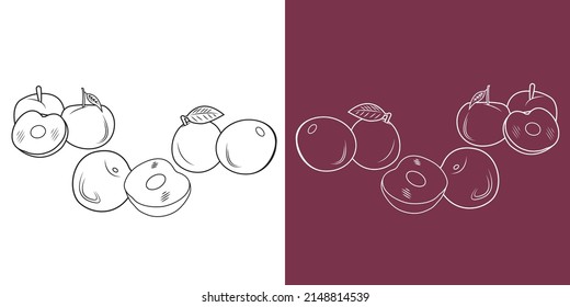Vector de doodle de frutos de ciruela.
media Plum y una rebanada aisladas en un fondo blanco y violeta. 