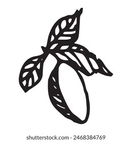 Ilustración vectorial dibujada a mano de ciruela en blanco aislado