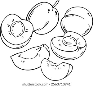 Plum Fruit Isolated Outline Illustration.