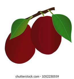 Plum fruit with leaves isolated on white background.