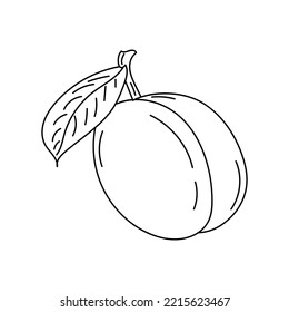 Frutos de ciruela en un estilo lineal. Dibujó a mano a Pluma con hoja. Delgado contorno de lápiz lineal artístico. Gráficos vectoriales