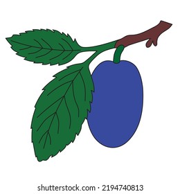Plum fruit on a branch