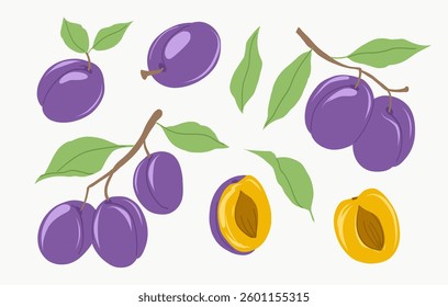 Plum. Fruit set of vector   illustrations