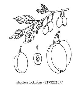 Plum fruit. Plum tree branch. Set. Hand drawn isolated vector illustration.